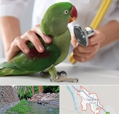 درمانگاه شبانه روزی پرندگان در سراوان
