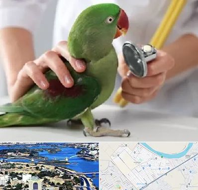 درمانگاه شبانه روزی پرندگان در کوروش اهواز