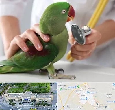 درمانگاه شبانه روزی پرندگان در نسیم شهر