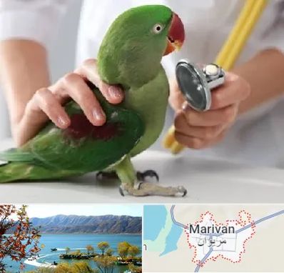 درمانگاه شبانه روزی پرندگان در مریوان