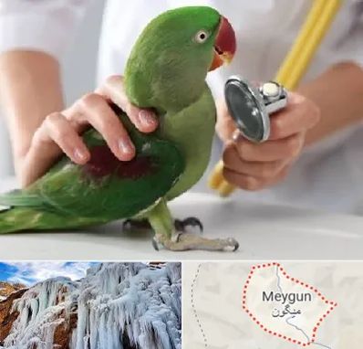 درمانگاه شبانه روزی پرندگان در میگون