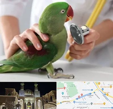 درمانگاه شبانه روزی پرندگان در زرگری شیراز