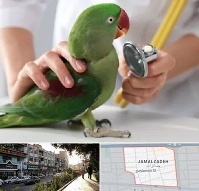 درمانگاه شبانه روزی پرندگان در خیابان جمالزاده