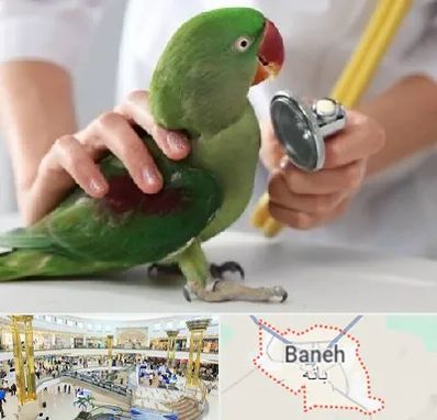درمانگاه شبانه روزی پرندگان در بانه