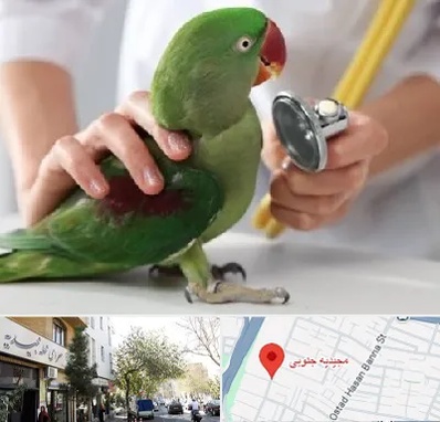 درمانگاه شبانه روزی پرندگان در مجیدیه جنوبی