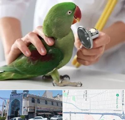 درمانگاه شبانه روزی پرندگان در بلوار ابوذر