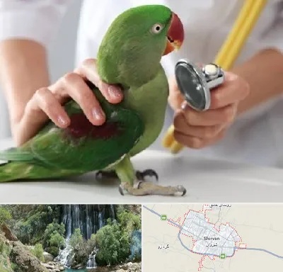 درمانگاه شبانه روزی پرندگان در شیروان