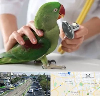 درمانگاه شبانه روزی پرندگان در جنوب تهران 