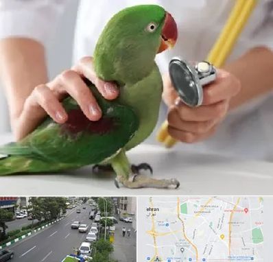 درمانگاه شبانه روزی پرندگان در ستارخان 