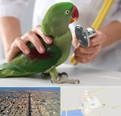 درمانگاه شبانه روزی پرندگان در بندر ماهشهر