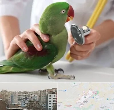 درمانگاه شبانه روزی پرندگان در محمد شهر کرج