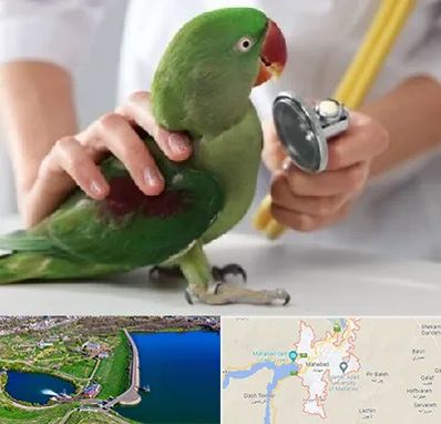 درمانگاه شبانه روزی پرندگان در مهاباد