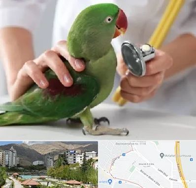 درمانگاه شبانه روزی پرندگان در شهر زیبا 