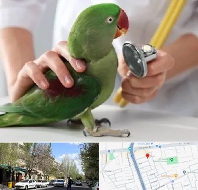 درمانگاه شبانه روزی پرندگان در کوی فیروز تبریز