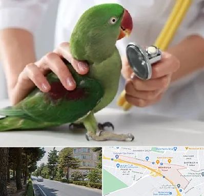 درمانگاه شبانه روزی پرندگان در مهرویلا کرج