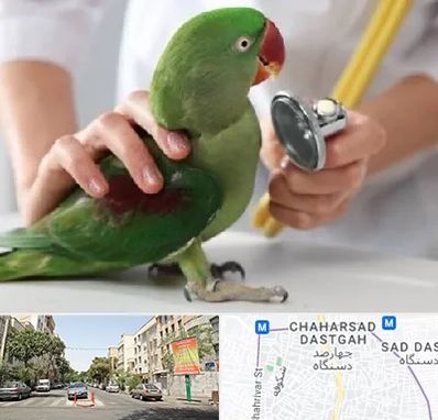 درمانگاه شبانه روزی پرندگان در چهارصد دستگاه 