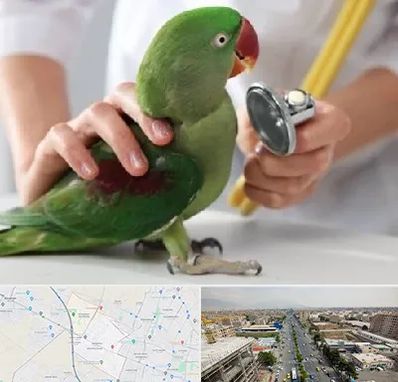 درمانگاه شبانه روزی پرندگان در حصارک کرج