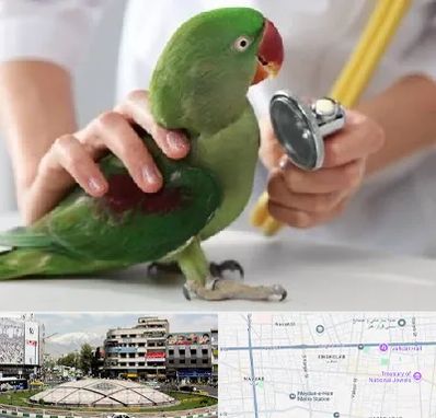 درمانگاه شبانه روزی پرندگان در مرکز تهران