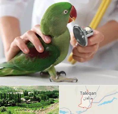 درمانگاه شبانه روزی پرندگان در طالقان