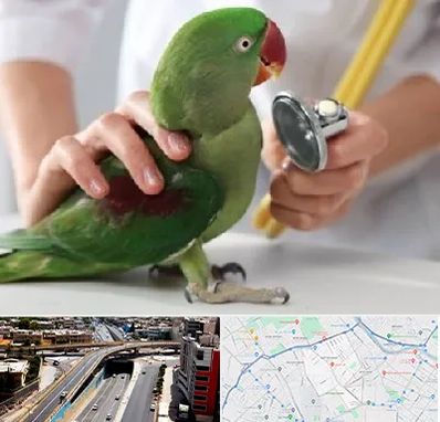 درمانگاه شبانه روزی پرندگان در ستارخان شیراز