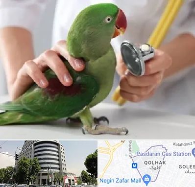 درمانگاه شبانه روزی پرندگان در قلهک 