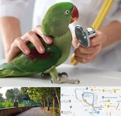 درمانگاه شبانه روزی پرندگان در فلکه گاز رشت