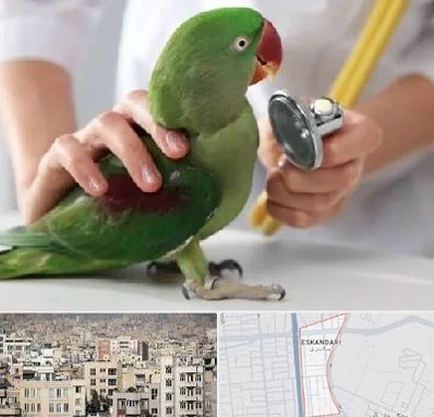 درمانگاه شبانه روزی پرندگان در اسکندری