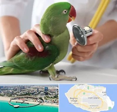 درمانگاه شبانه روزی پرندگان در کیش