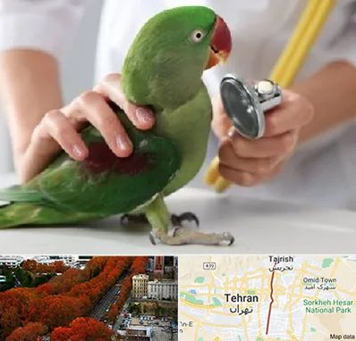 درمانگاه شبانه روزی پرندگان در ولیعصر 