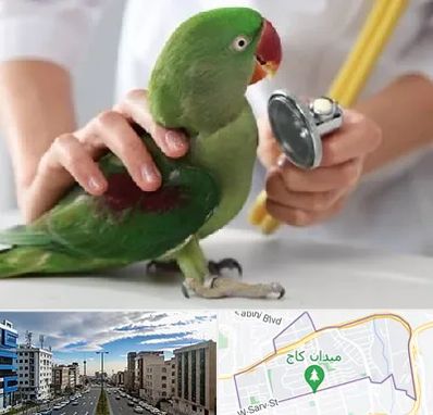 درمانگاه شبانه روزی پرندگان در سعادت آباد 