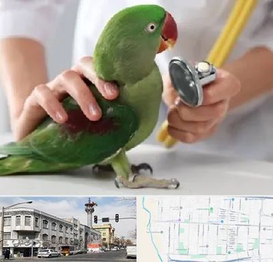 درمانگاه شبانه روزی پرندگان در 17شهریور