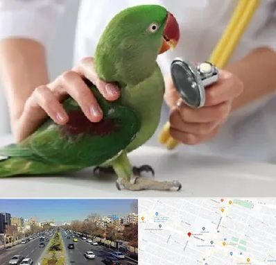 درمانگاه شبانه روزی پرندگان در بلوار معلم مشهد