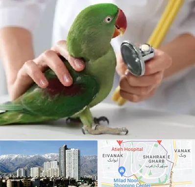 درمانگاه شبانه روزی پرندگان در شهرک غرب 