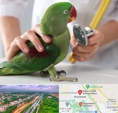 درمانگاه شبانه روزی پرندگان در قصرالدشت شیراز