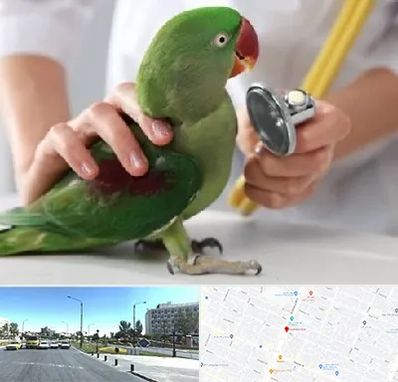 درمانگاه شبانه روزی پرندگان در بلوار کلاهدوز مشهد