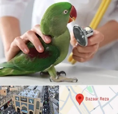 درمانگاه شبانه روزی پرندگان در بازار رضا مشهد