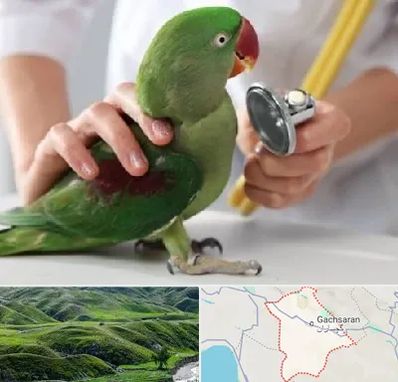 درمانگاه شبانه روزی پرندگان در گچساران