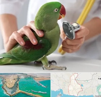 درمانگاه شبانه روزی پرندگان در سیستان و بلوچستان