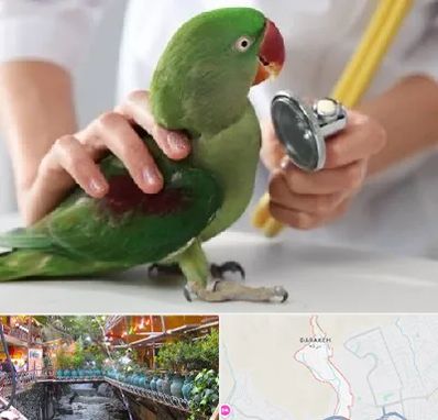 درمانگاه شبانه روزی پرندگان در درکه