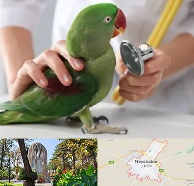 درمانگاه شبانه روزی پرندگان در نیشابور