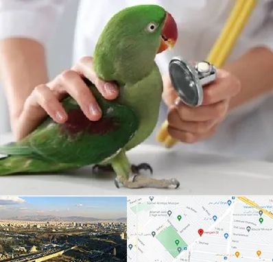 درمانگاه شبانه روزی پرندگان در هنگام 