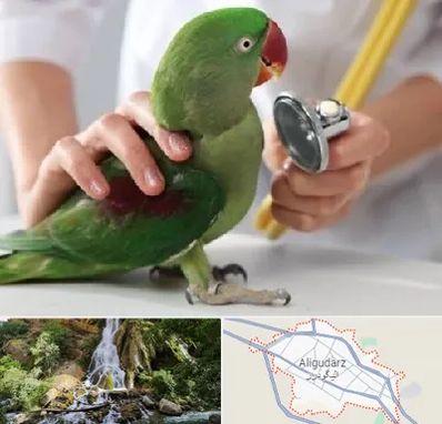 درمانگاه شبانه روزی پرندگان در الیگودرز