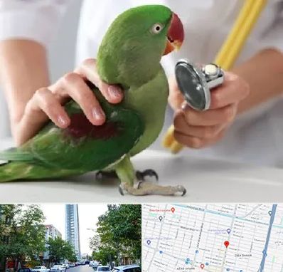 درمانگاه شبانه روزی پرندگان در امامت مشهد