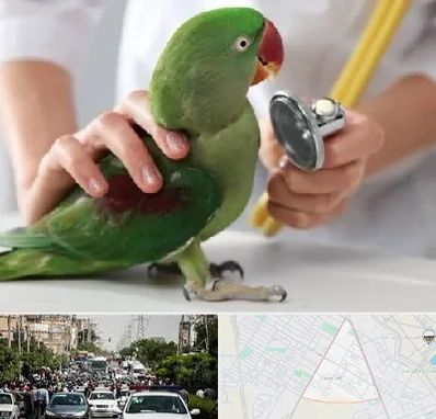 درمانگاه شبانه روزی پرندگان در سیدی مشهد