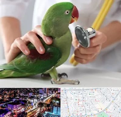 درمانگاه شبانه روزی پرندگان در منظریه رشت