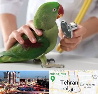 درمانگاه شبانه روزی پرندگان در صادقیه 