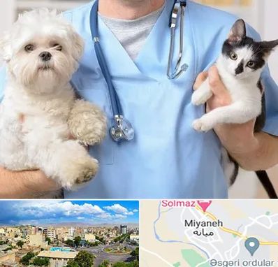 بیمارستان شبانه روزی دامپزشکی در میانه
