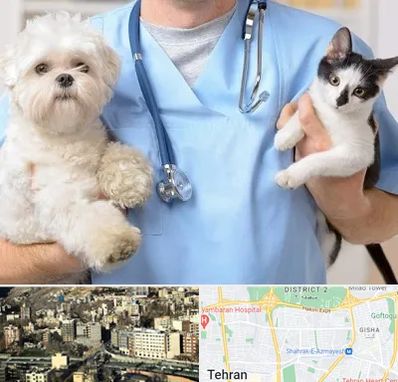 بیمارستان شبانه روزی دامپزشکی در مرزداران 