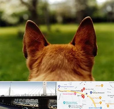 مرکز جراحی گوش سگ در پارک وی 