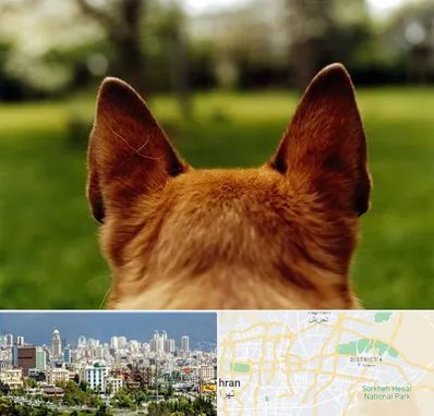 مرکز جراحی گوش سگ در شرق تهران 